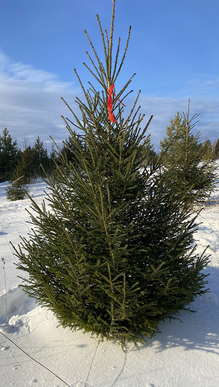 Стандартная наша